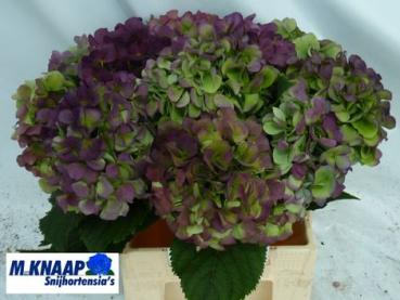 Hortensie m. VERENA BL CL